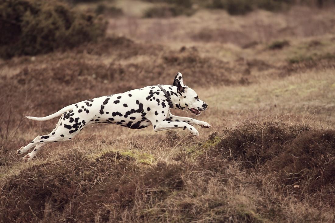 Dalmatiner Hugin (Spotdog's Everything Elegant) - Knap 2 år gammel billede 44