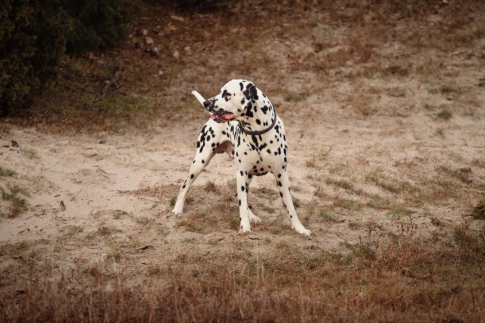 Dalmatiner Hugin (Spotdog's Everything Elegant) - Knap 2 år gammel billede 43