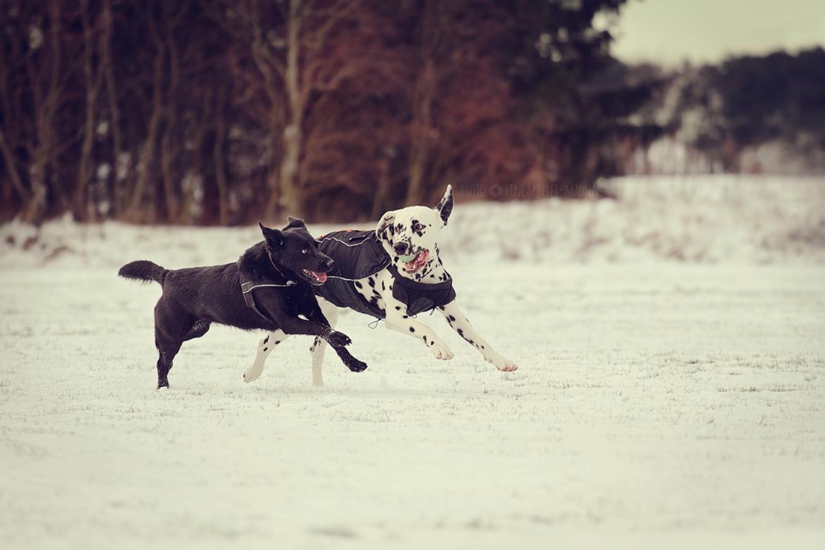Blanding af racer Keiko billede 3