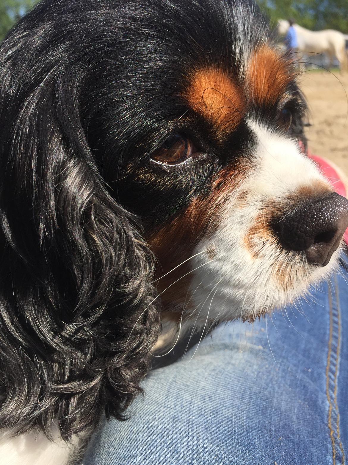 Cavalier king charles spaniel Candy billede 1