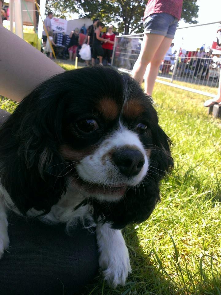Cavalier king charles spaniel Candy billede 2