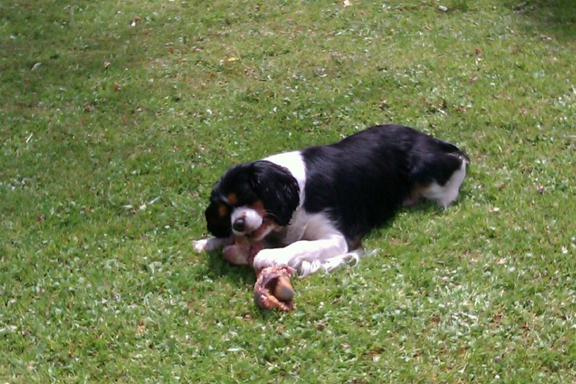 Cavalier king charles spaniel Candy billede 3