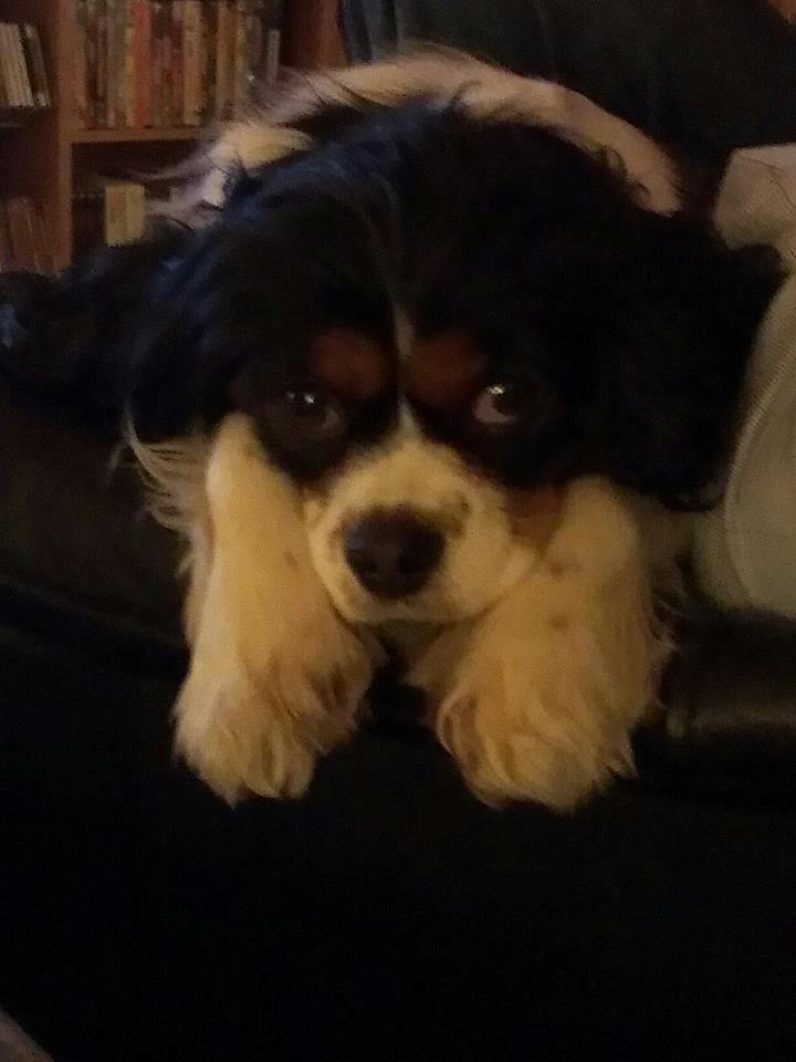 Cavalier king charles spaniel Candy billede 4