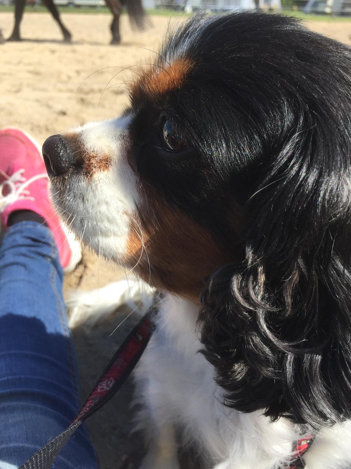 Cavalier king charles spaniel Candy billede 5