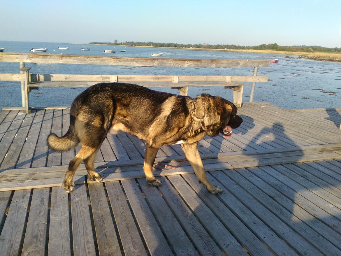 Mastin español Frekes bering billede 10