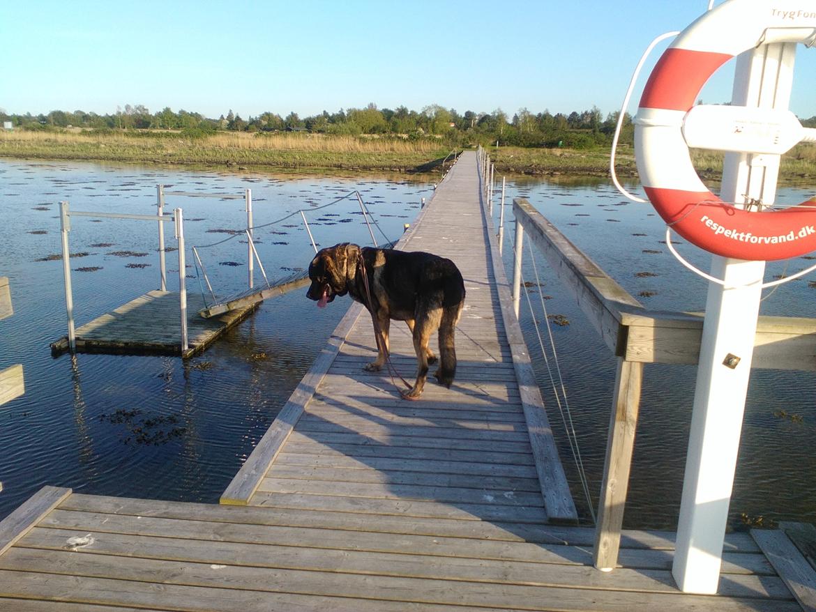 Mastin español Frekes bering billede 11