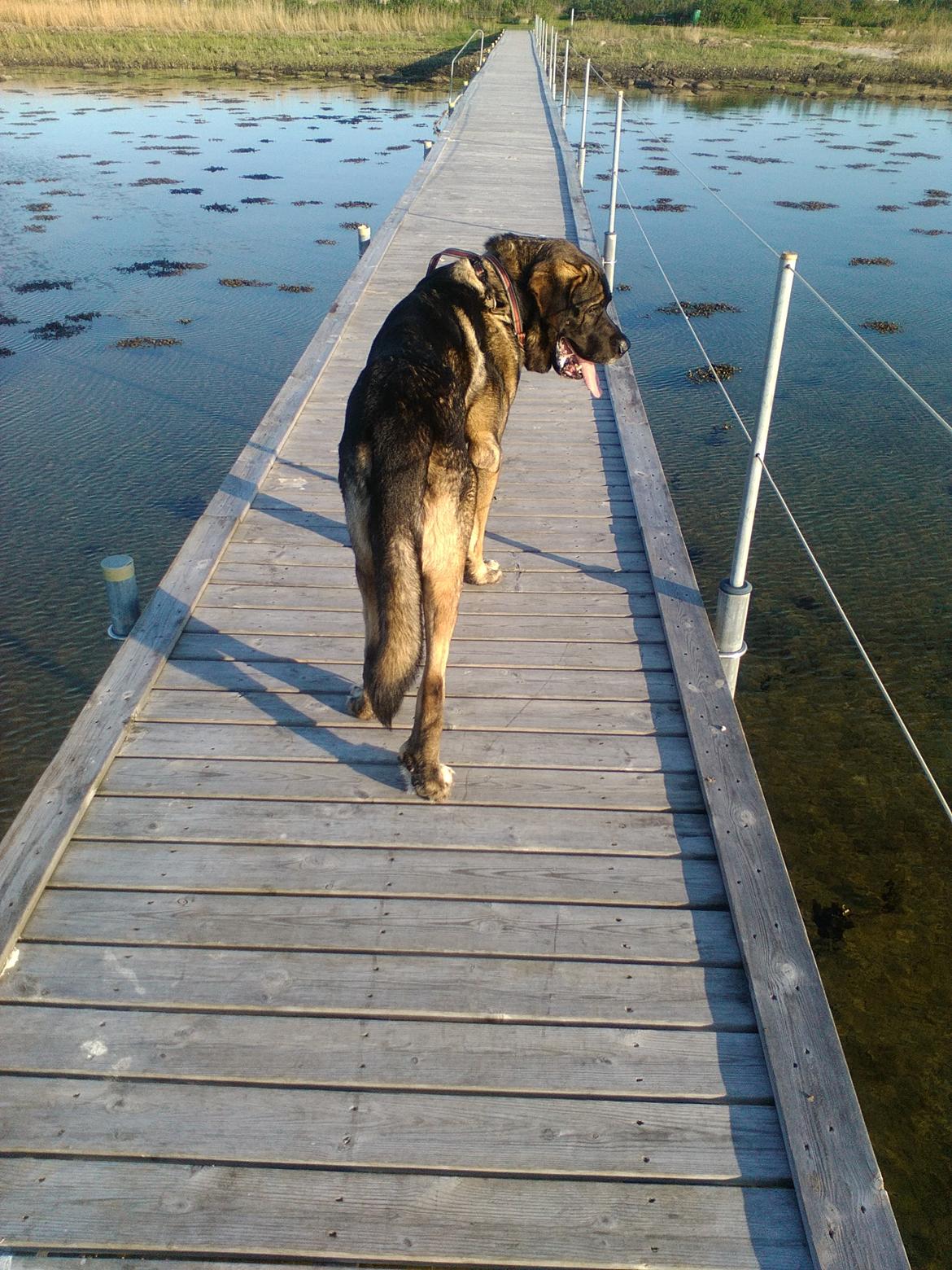 Mastin español Frekes bering billede 12