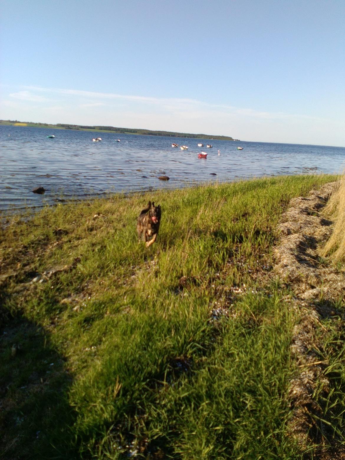 Mastin español Frekes bering billede 13