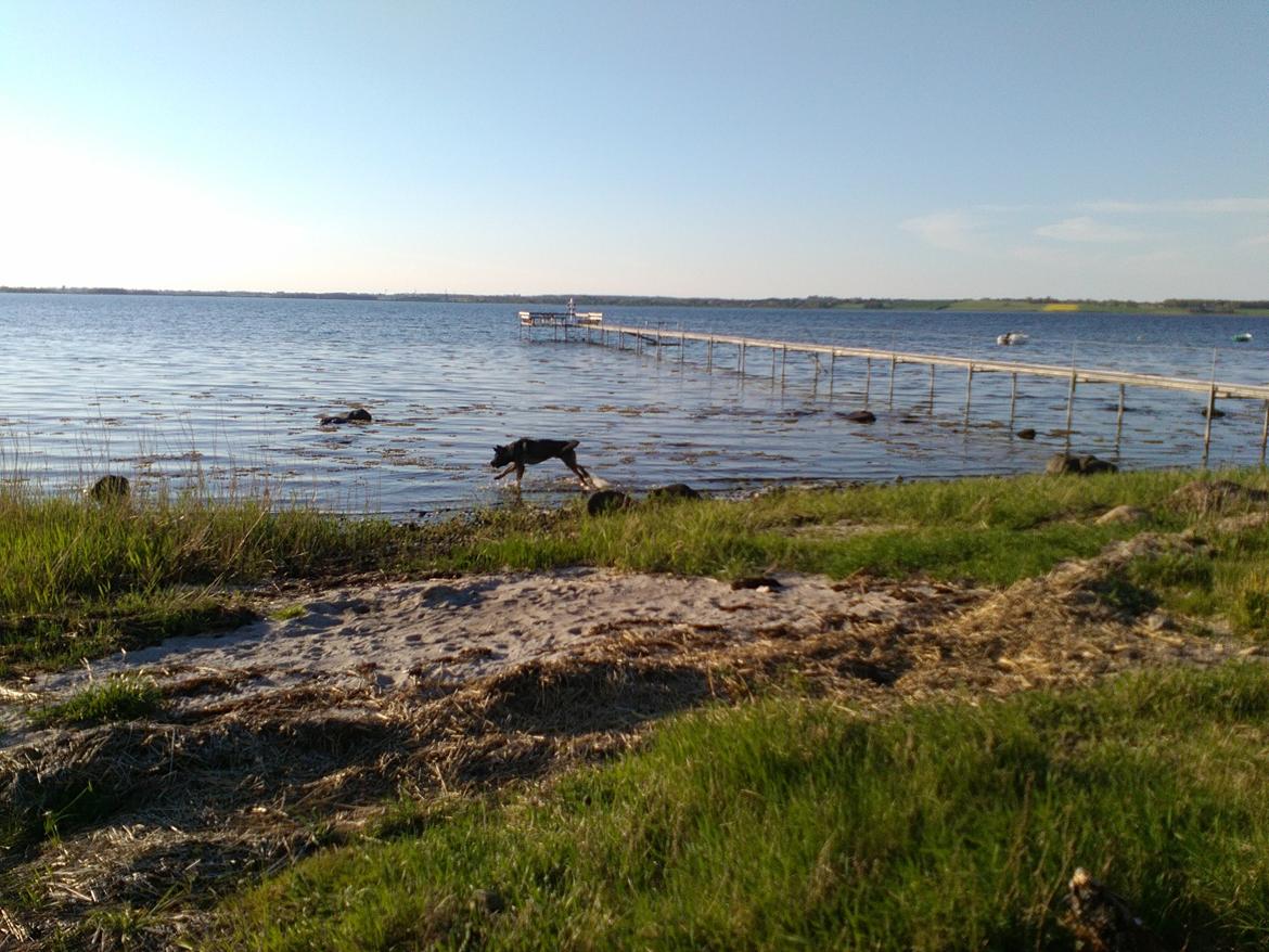 Mastin español Frekes bering billede 14