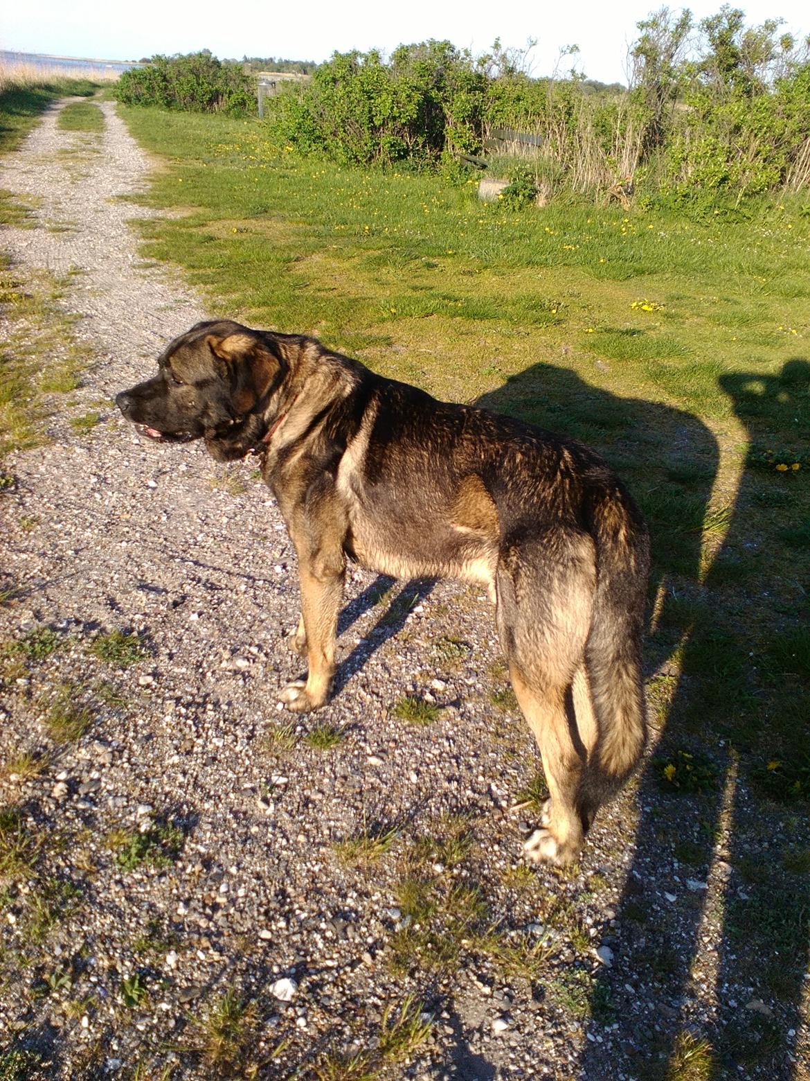 Mastin español Frekes bering billede 15