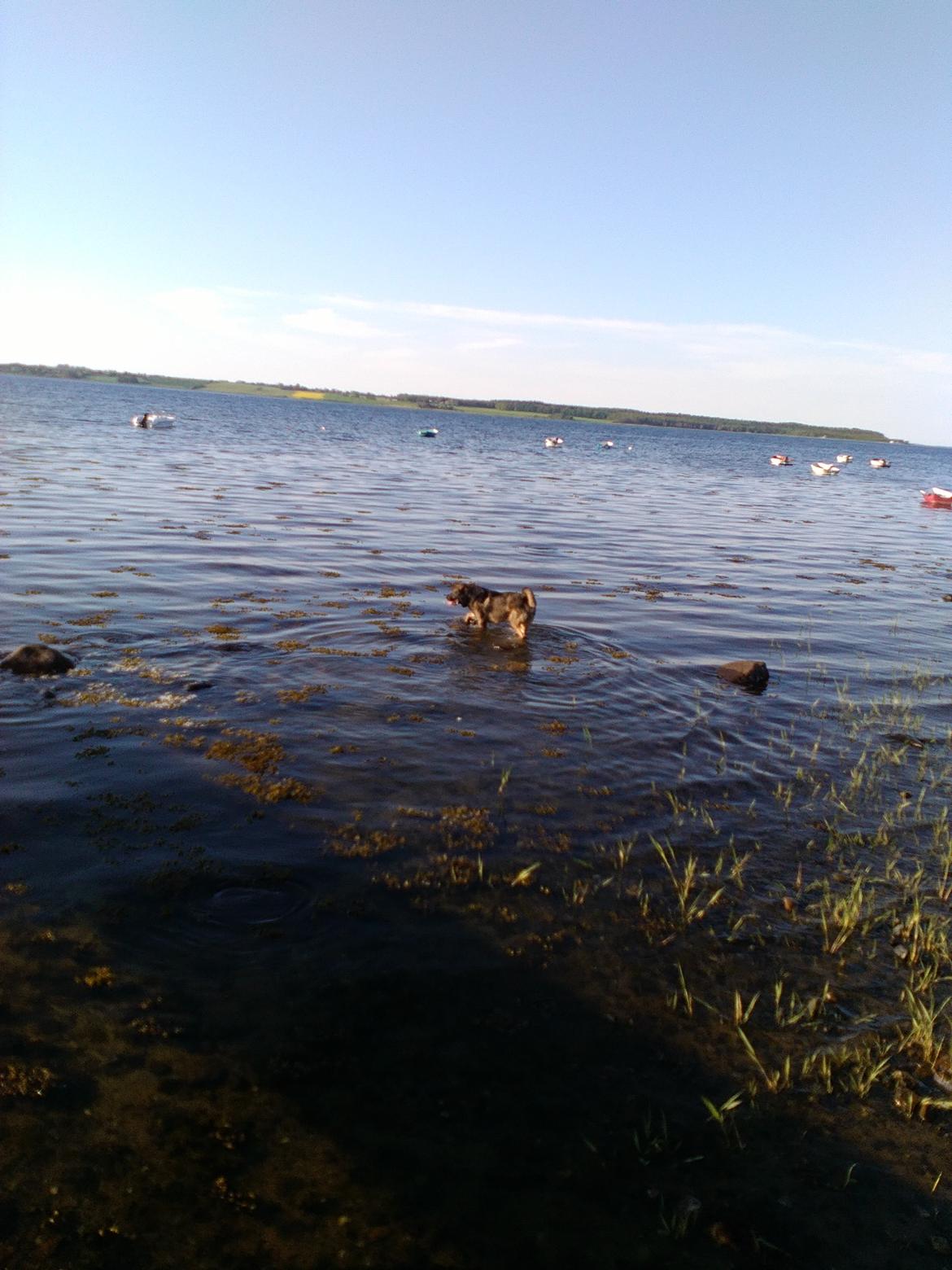 Mastin español Frekes bering billede 16