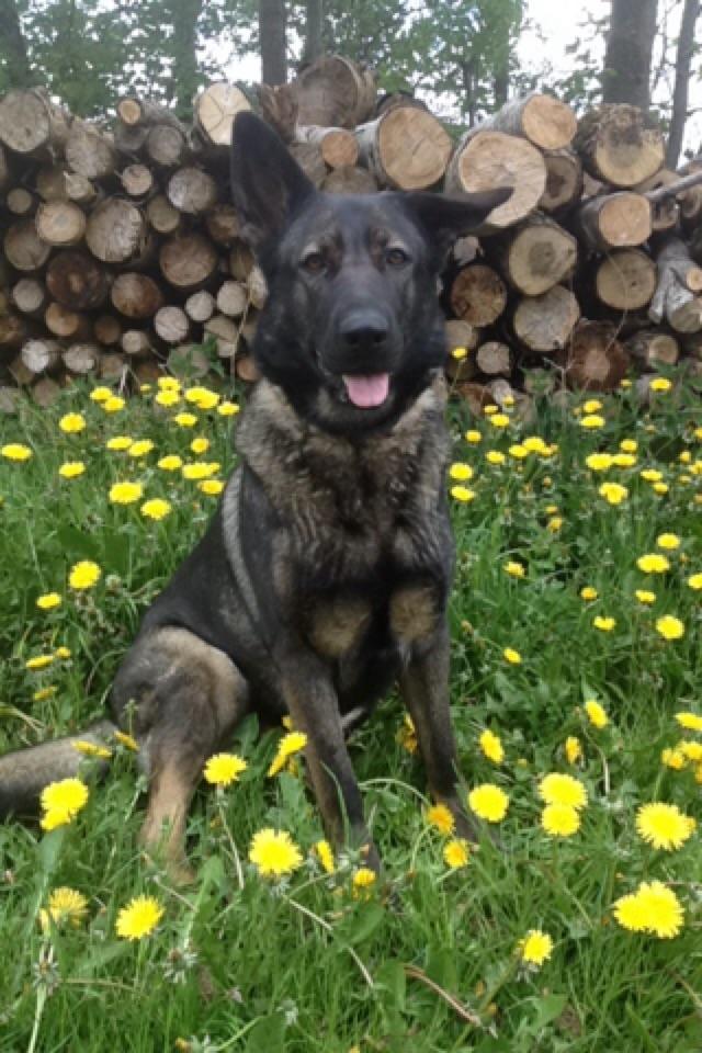 Schæferhund Jackie billede 46