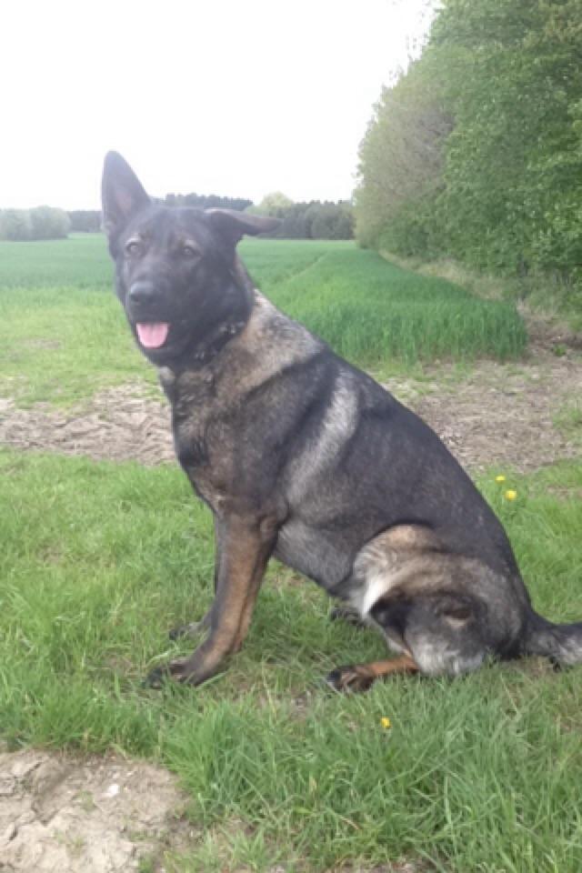 Schæferhund Jackie billede 47