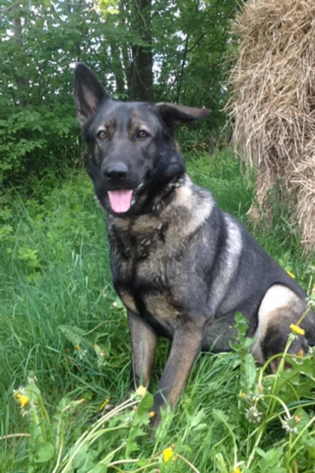 Schæferhund Jackie billede 48