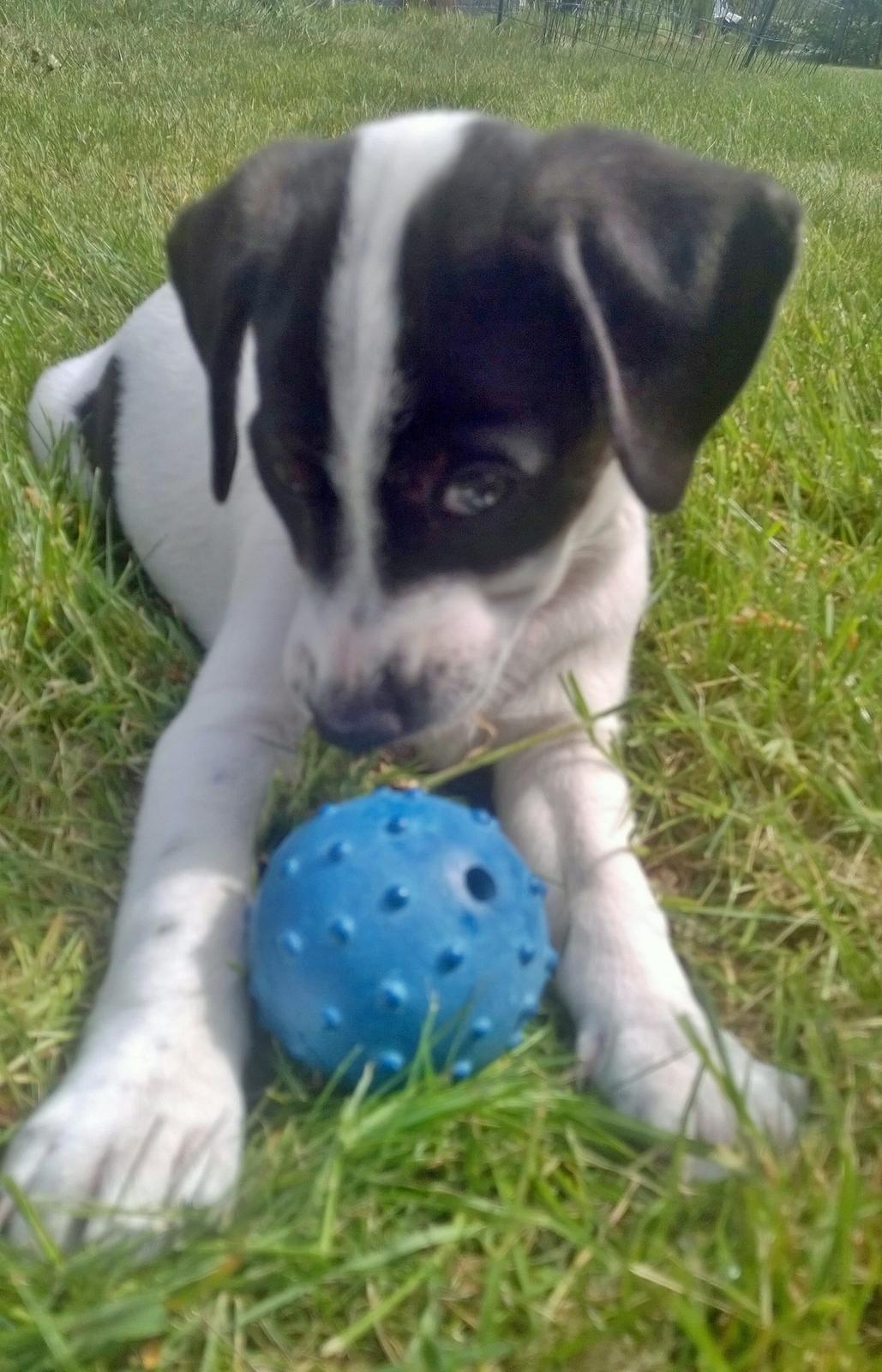 Blanding af racer Marley billede 22