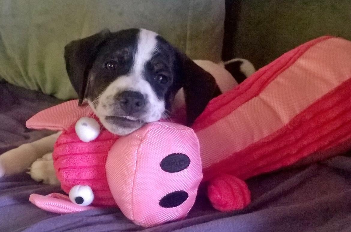 Blanding af racer Marley billede 28