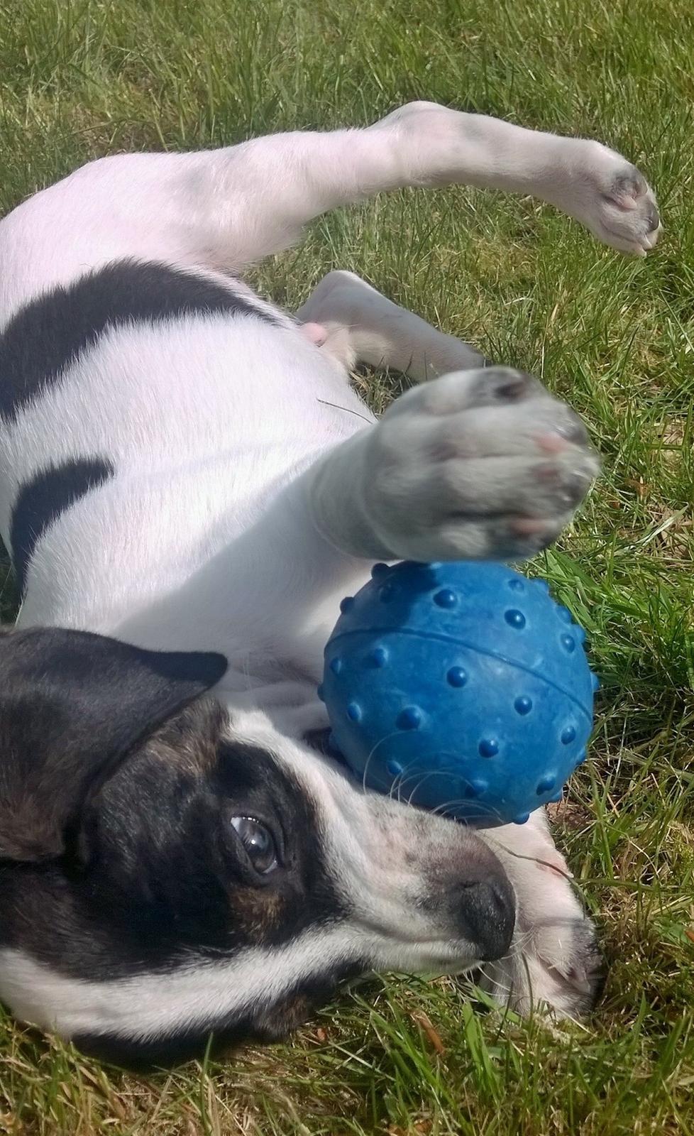 Blanding af racer Marley billede 21