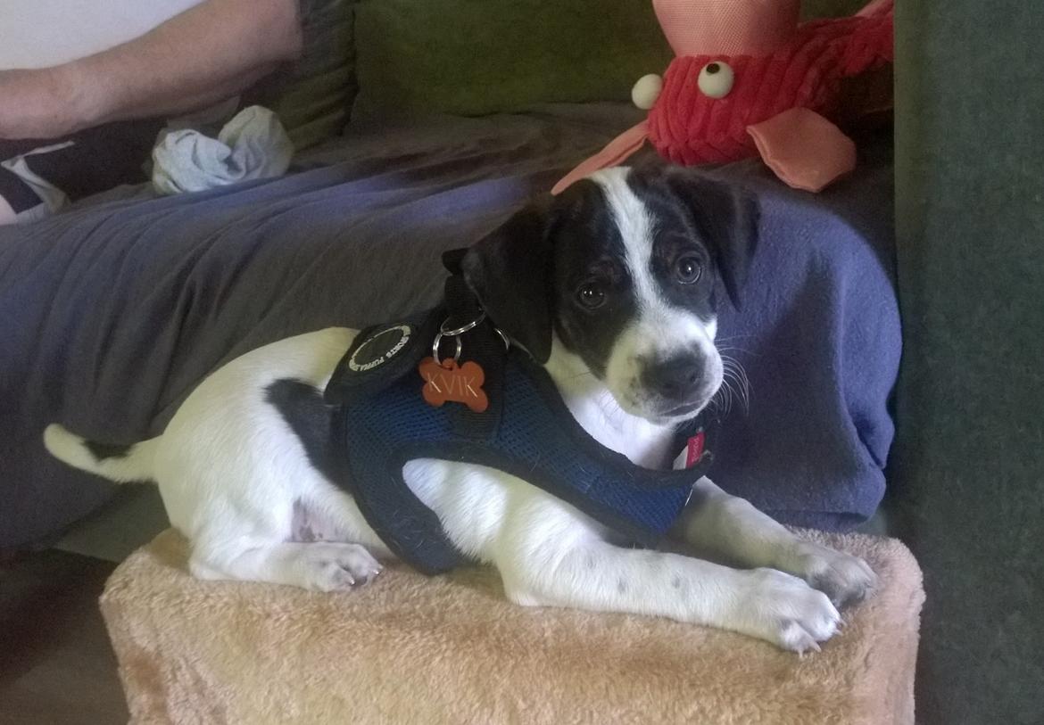 Blanding af racer Marley billede 19