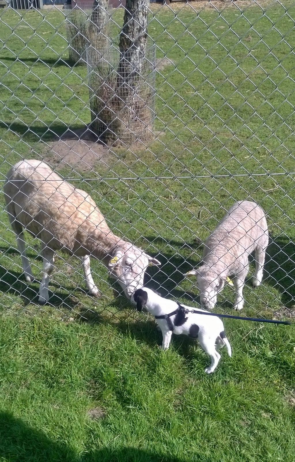 Blanding af racer Marley billede 24