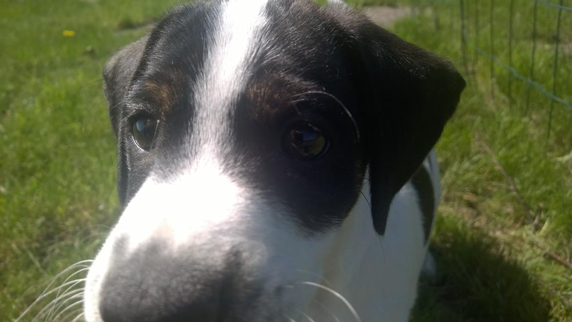 Blanding af racer Marley billede 26