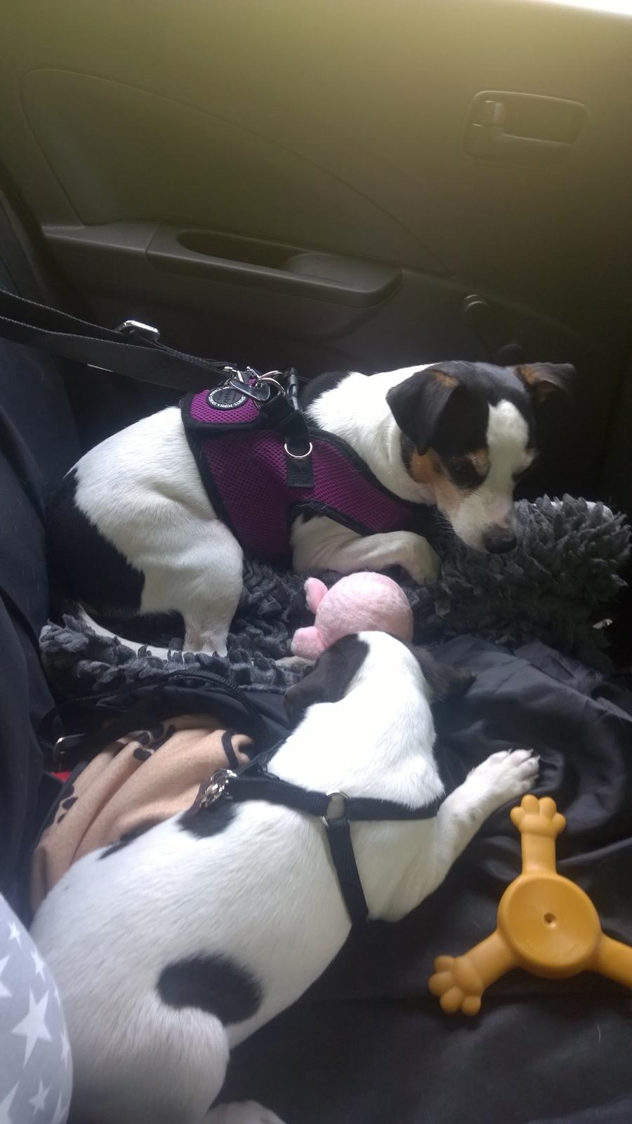 Blanding af racer Marley billede 27