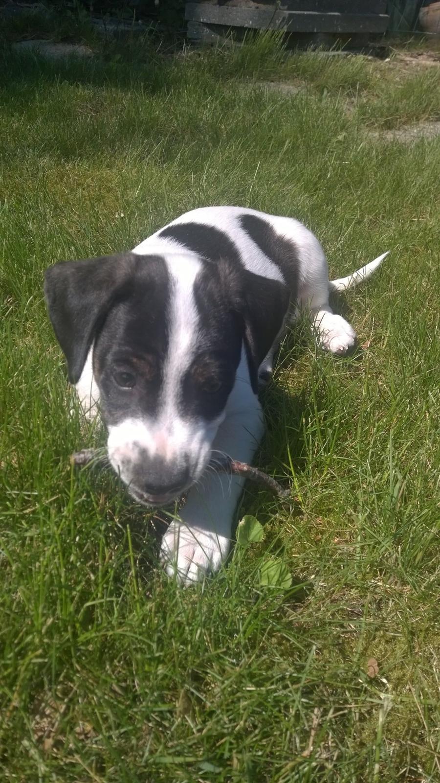 Blanding af racer Marley billede 25