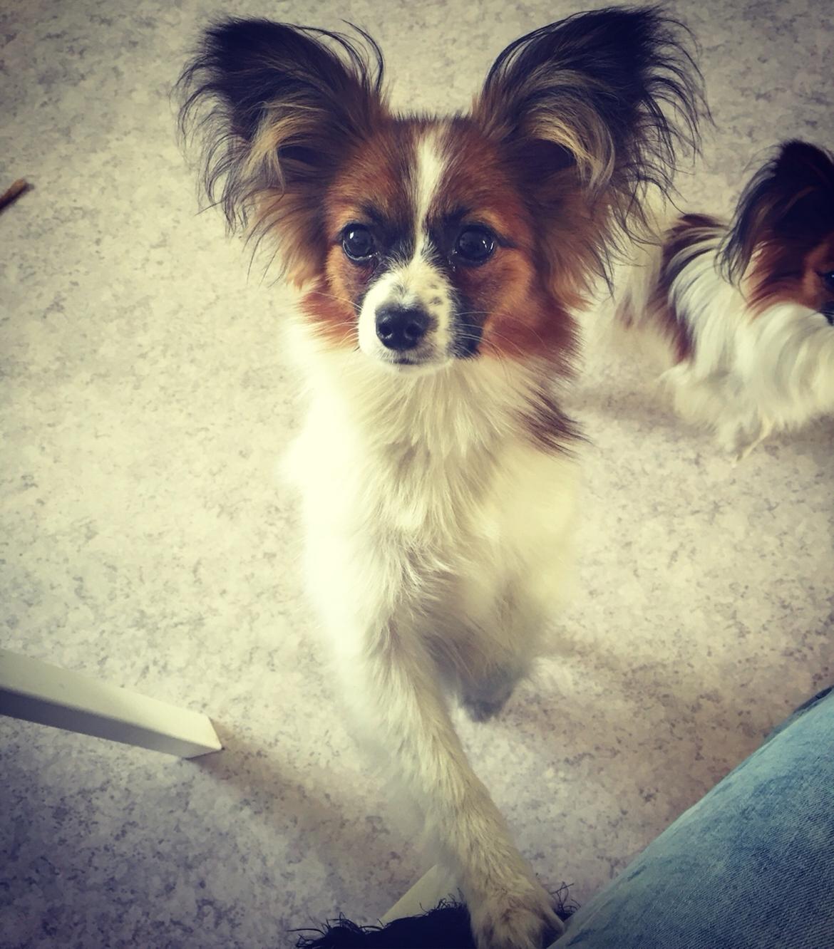 Papillon Nellie billede 35