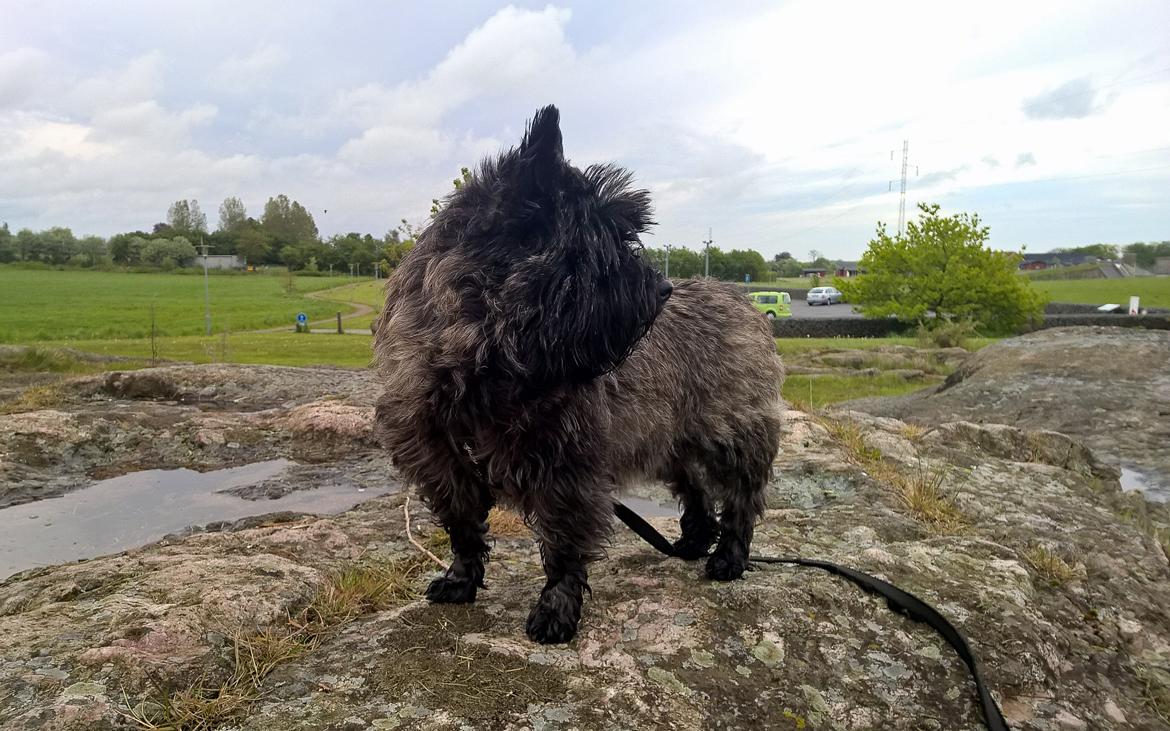 Cairn terrier Citta billede 38