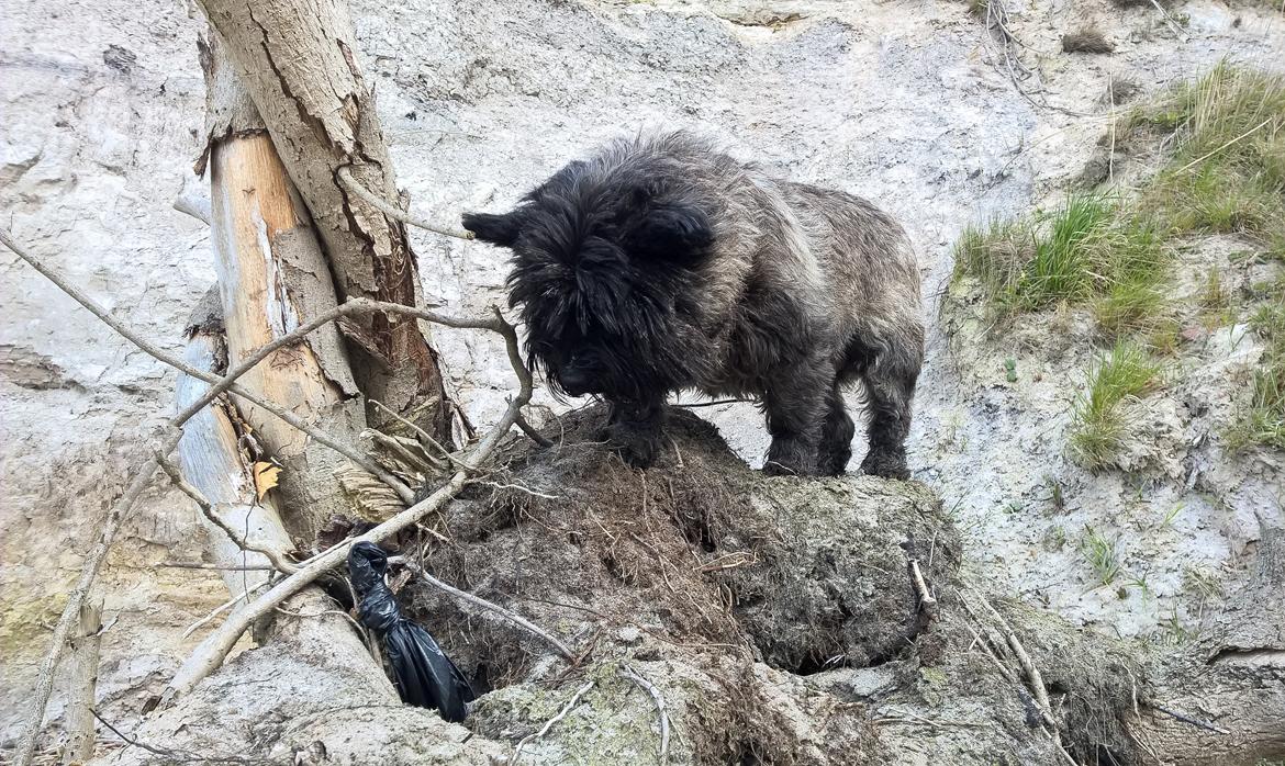 Cairn terrier Citta billede 37