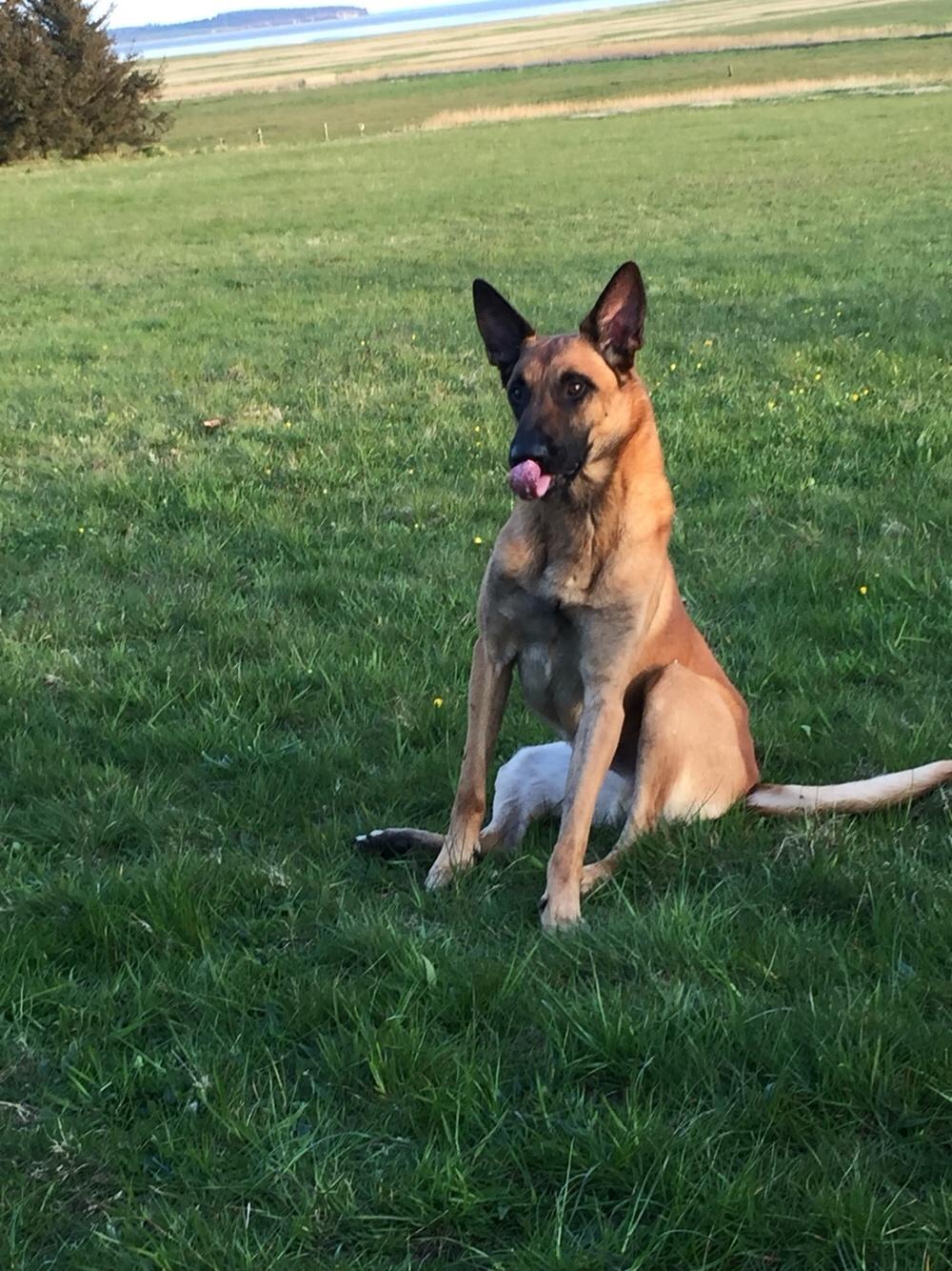 Malinois Jenos Nitro billede 1