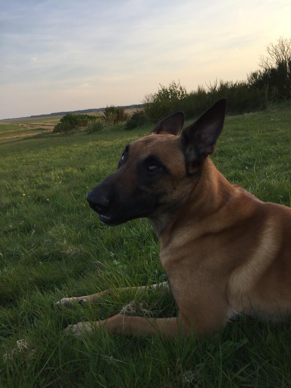 Malinois Jenos Nitro billede 2