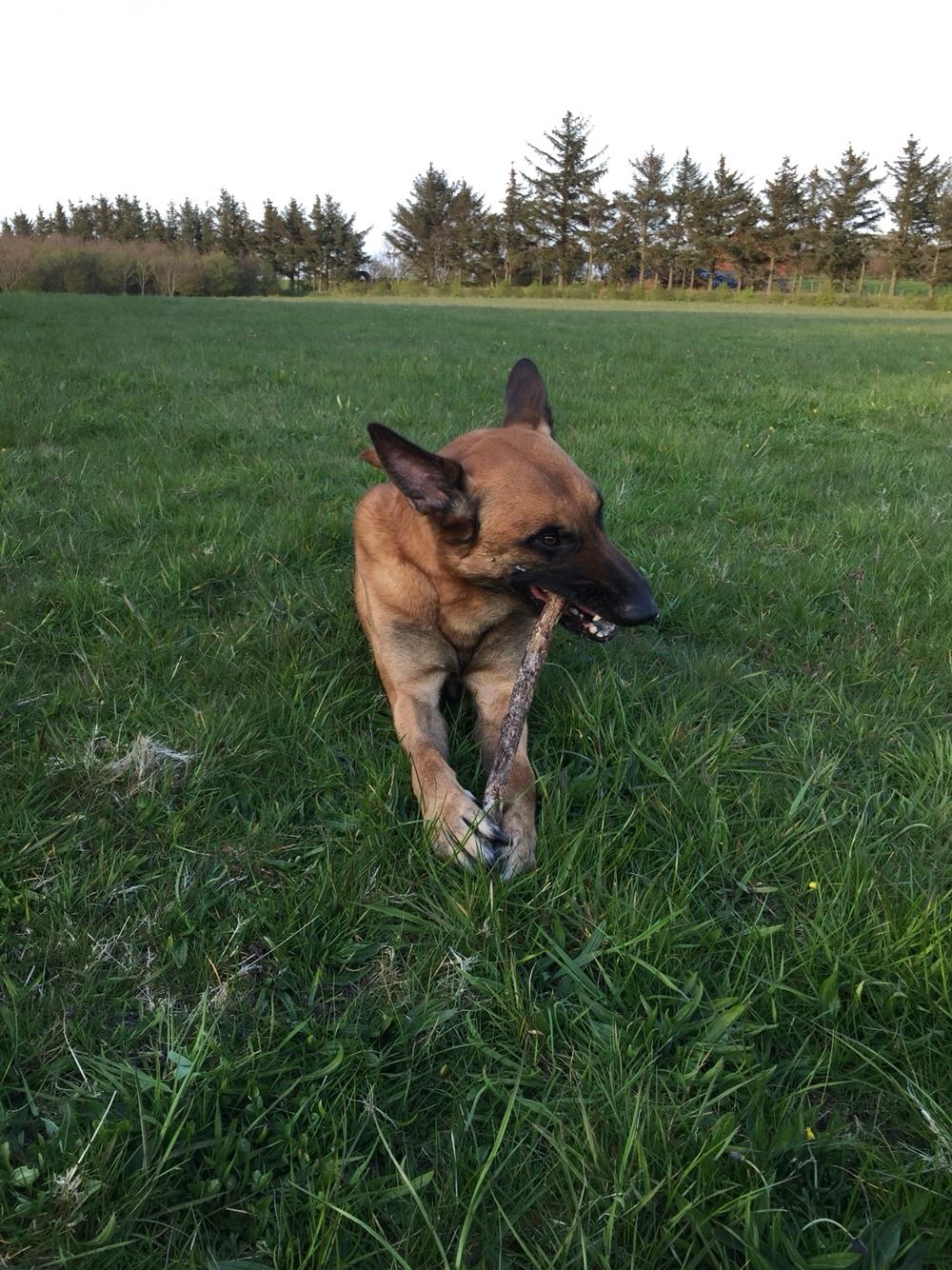 Malinois Jenos Nitro billede 3