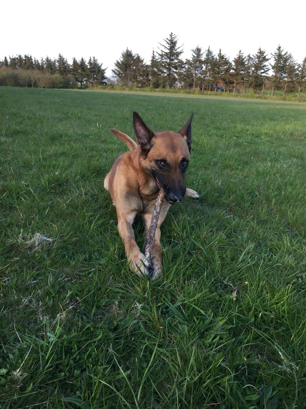 Malinois Jenos Nitro billede 4