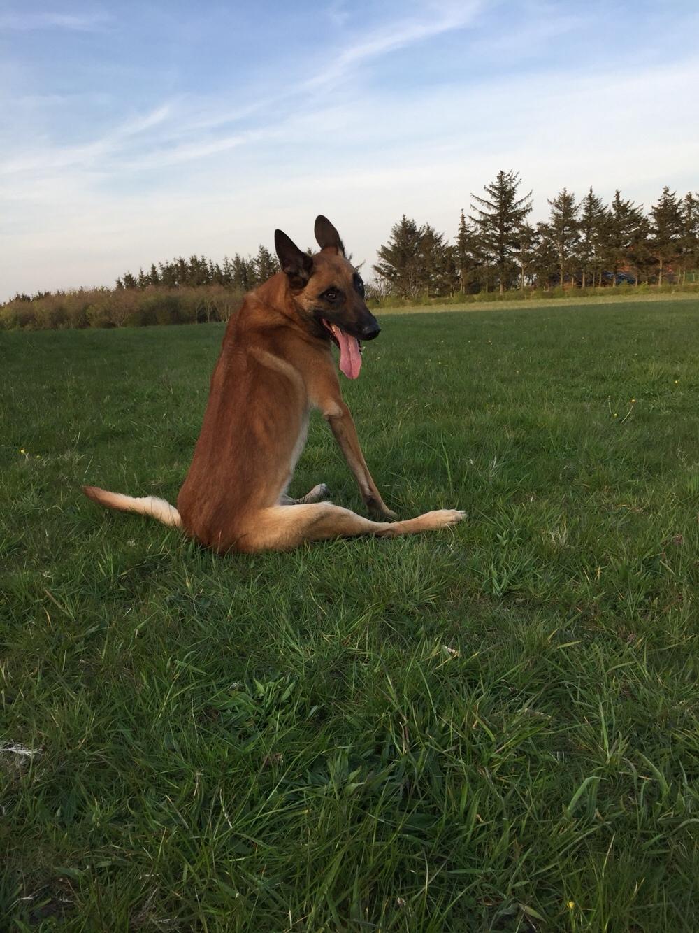 Malinois Jenos Nitro billede 5