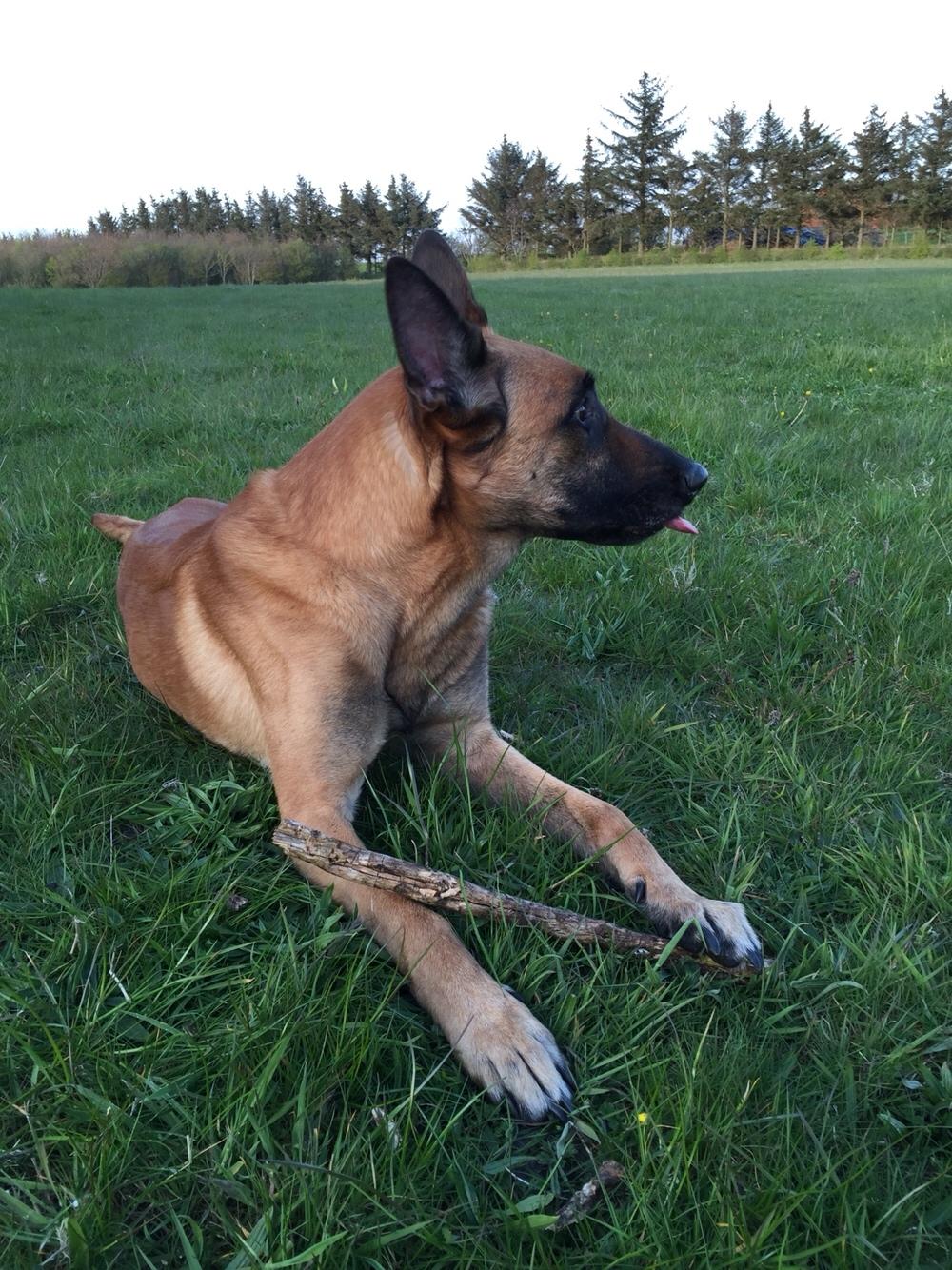 Malinois Jenos Nitro billede 6