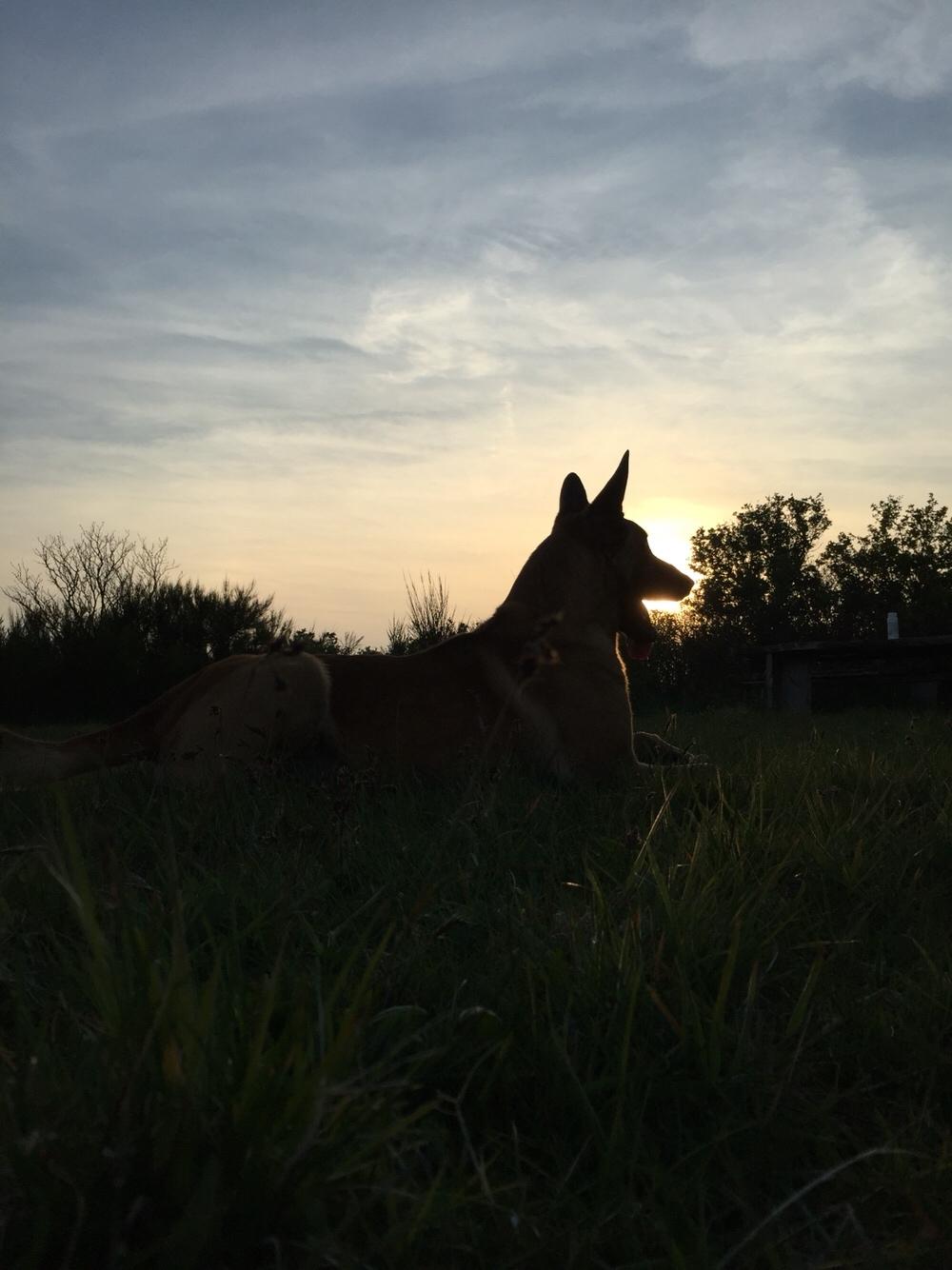 Malinois Jenos Nitro billede 9