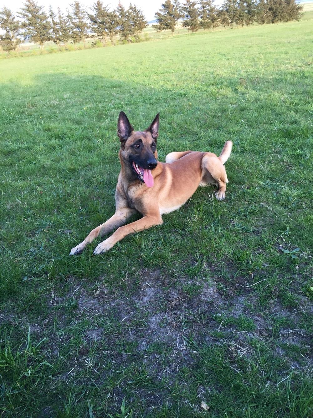 Malinois Jenos Nitro billede 8