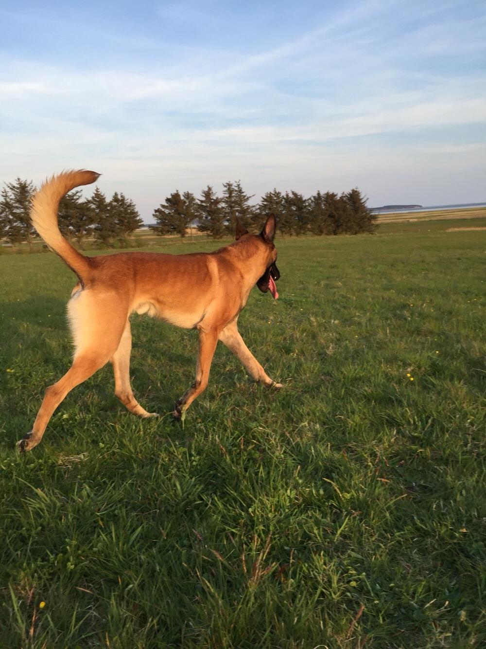 Malinois Jenos Nitro billede 10