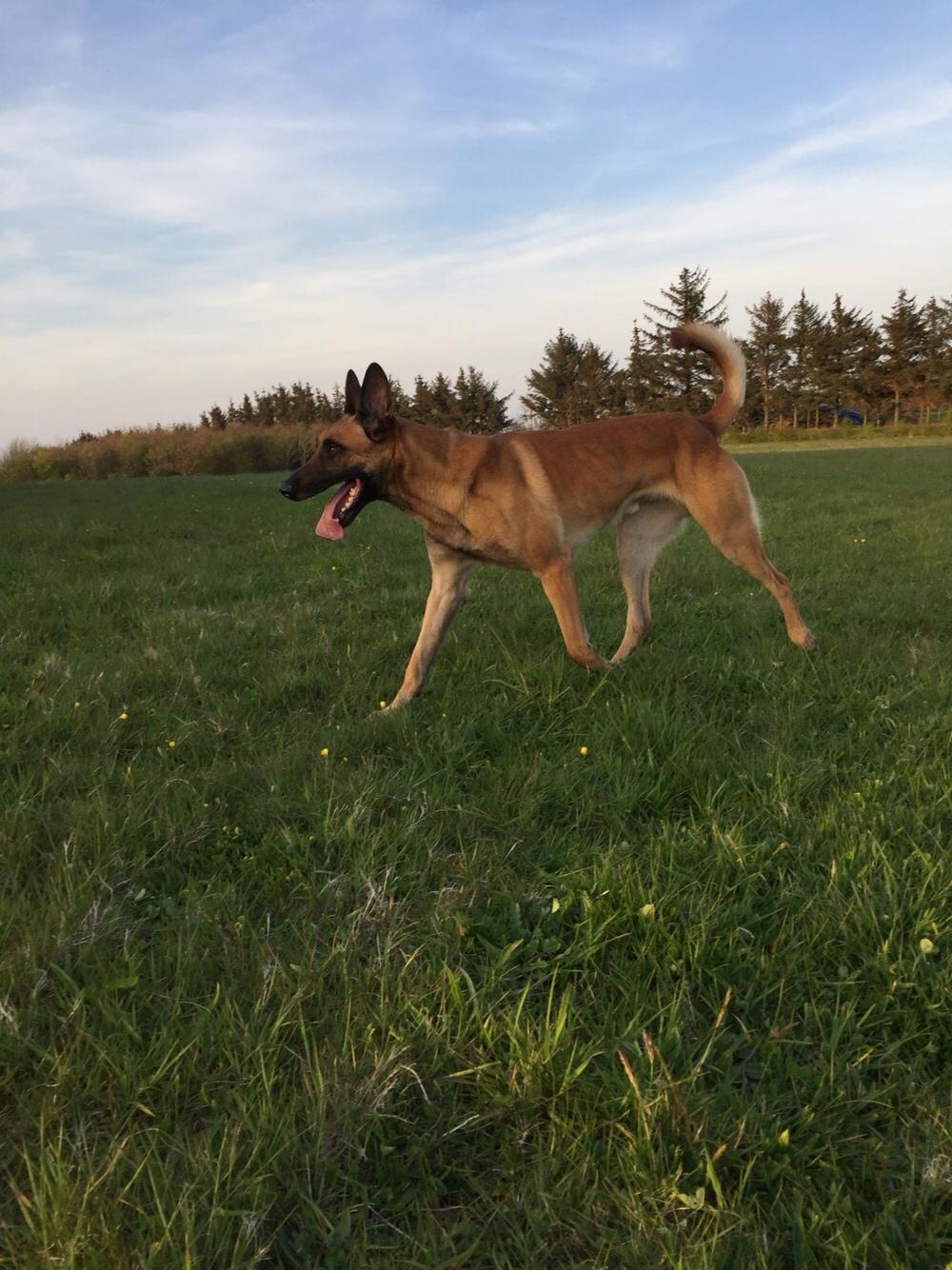 Malinois Jenos Nitro billede 11