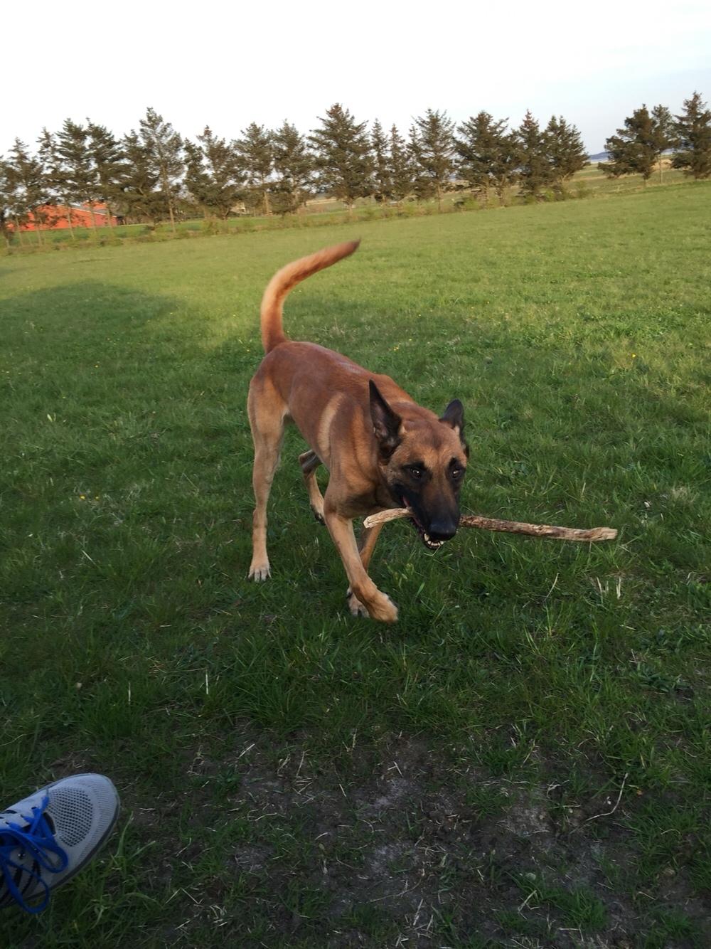 Malinois Jenos Nitro billede 12