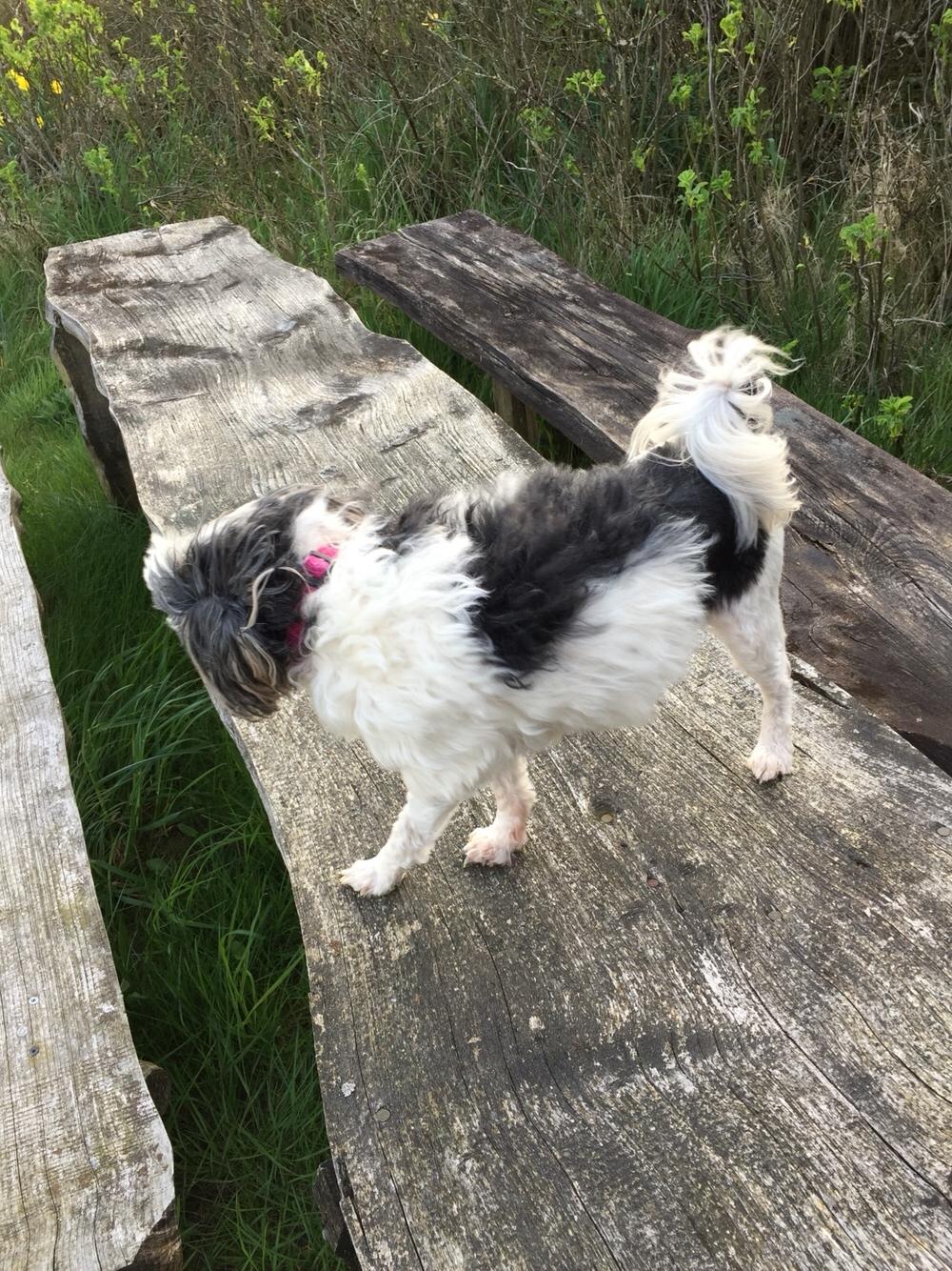 Malinois Jenos Nitro billede 13