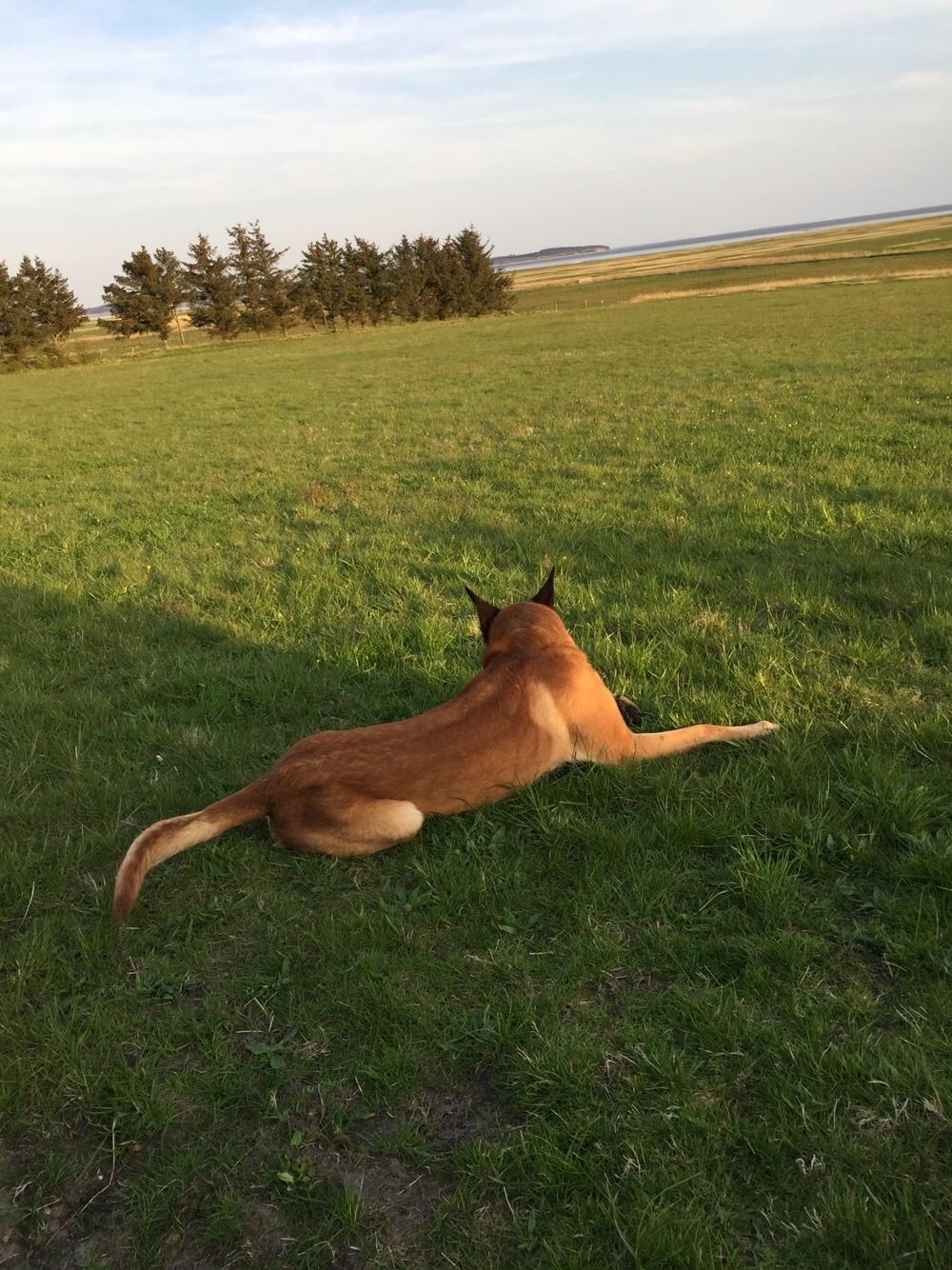 Malinois Jenos Nitro billede 14