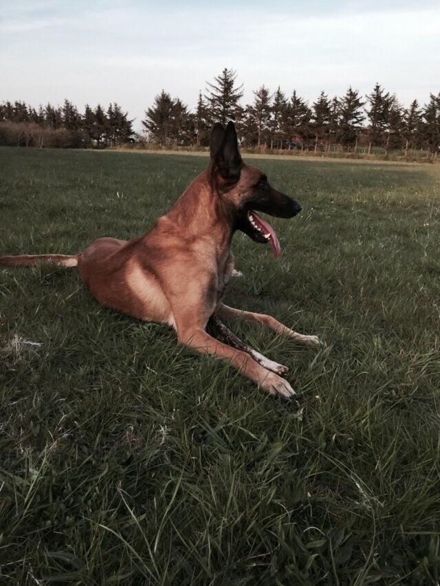 Malinois Jenos Nitro billede 15
