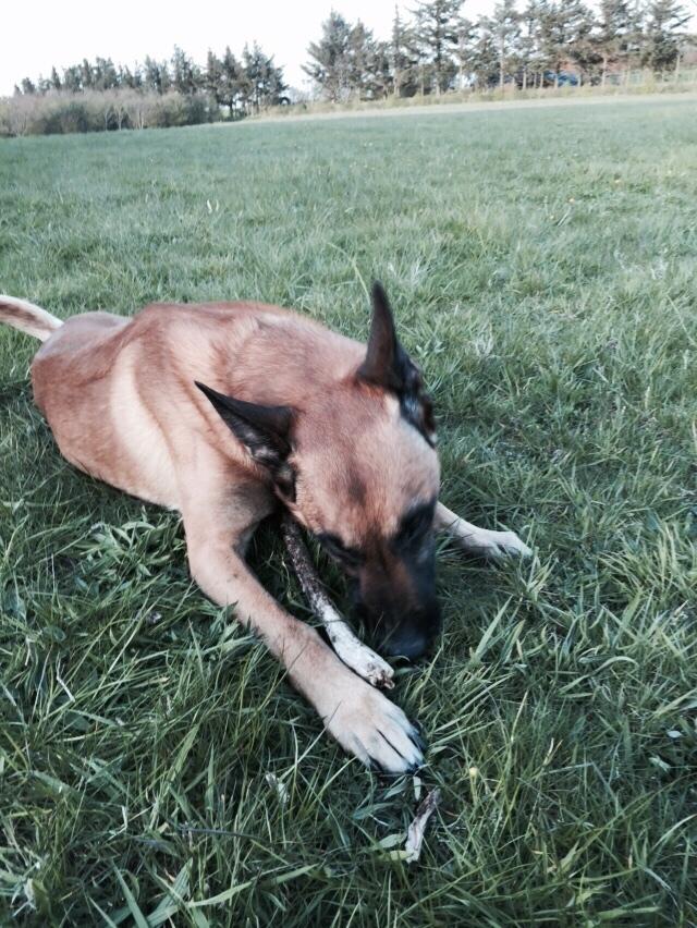 Malinois Jenos Nitro billede 16