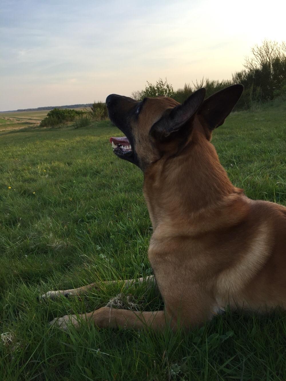 Malinois Jenos Nitro billede 17