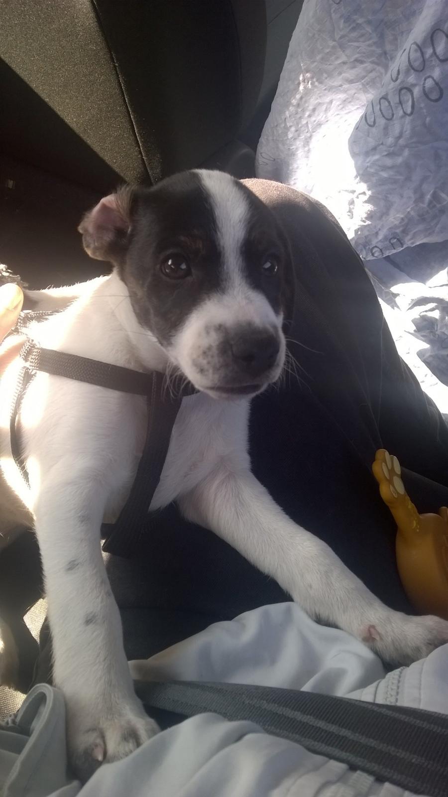 Blanding af racer Marley billede 49