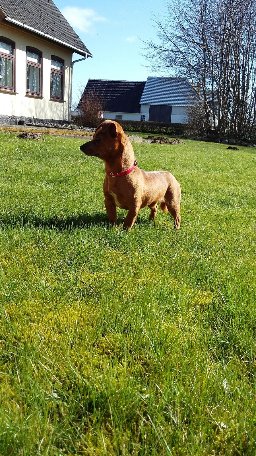 Blanding af racer Filly billede 1