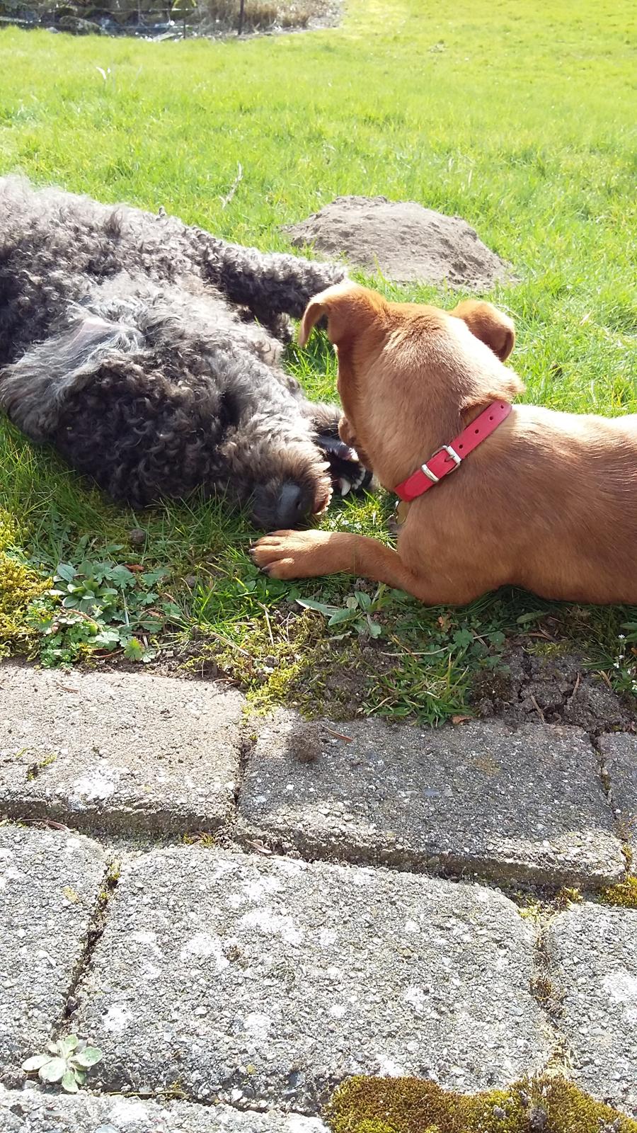 Blanding af racer Filly billede 2