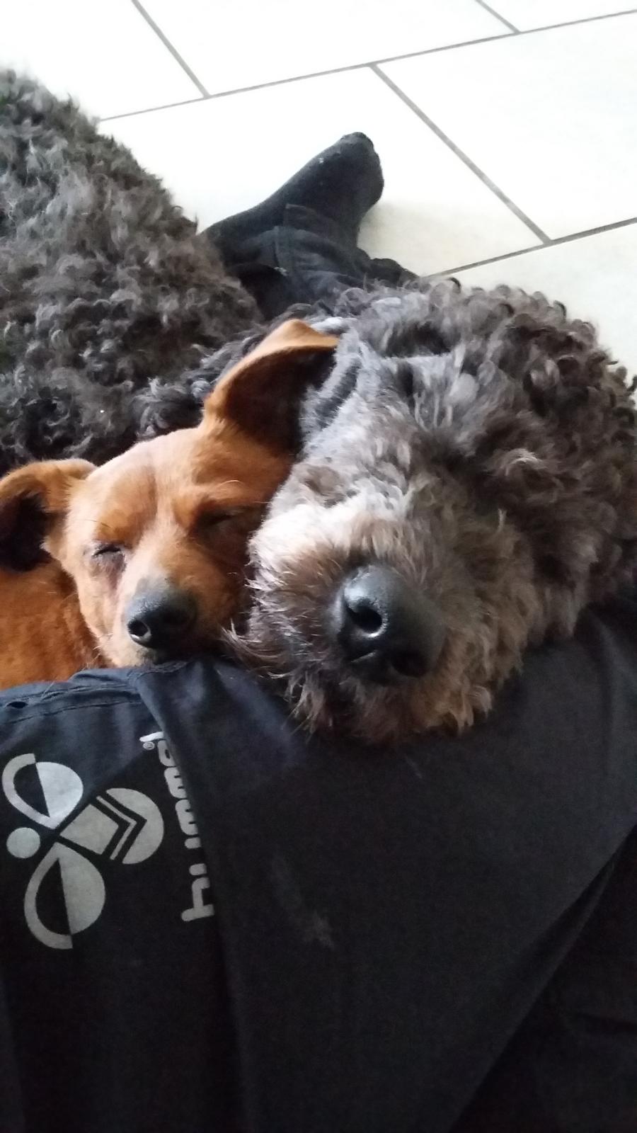 Blanding af racer Filly billede 3