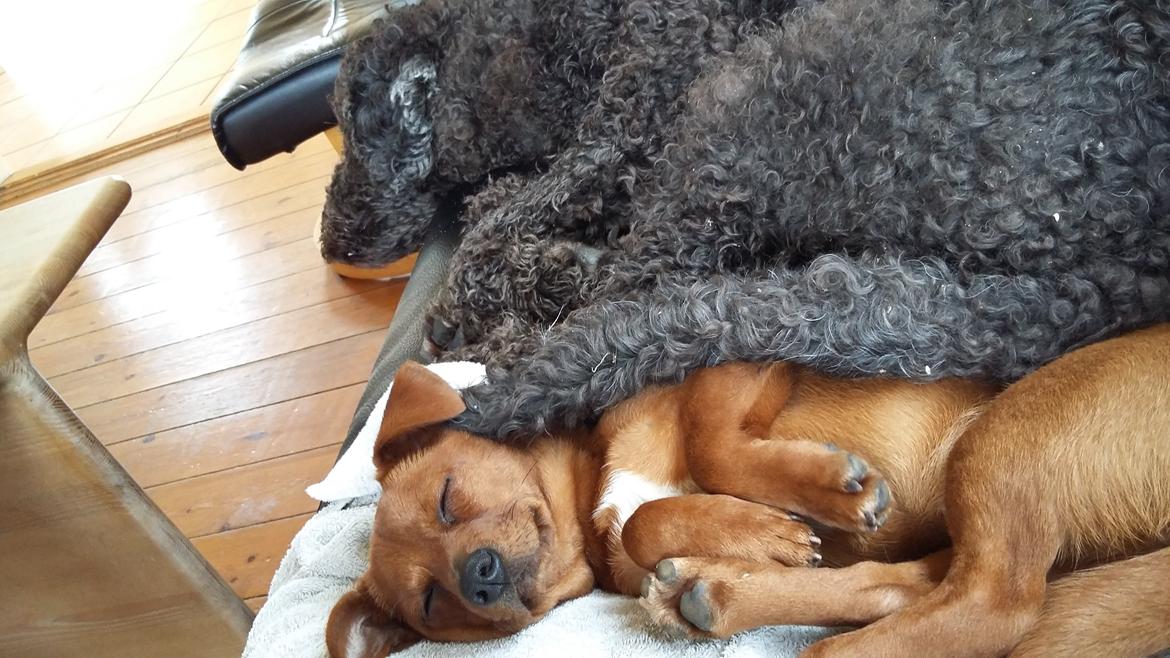 Blanding af racer Filly billede 4